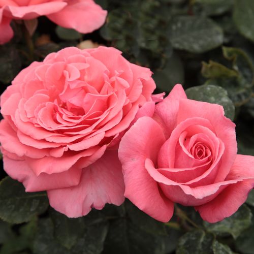Gärtnerei - Rosa Pariser Charme - rosa - teehybriden-edelrosen - stark duftend - Mathias Tantau, Jr. - Ihre Blüten können 10 cm breit sein und verbeugen sich unter ihrem Eigengewicht.